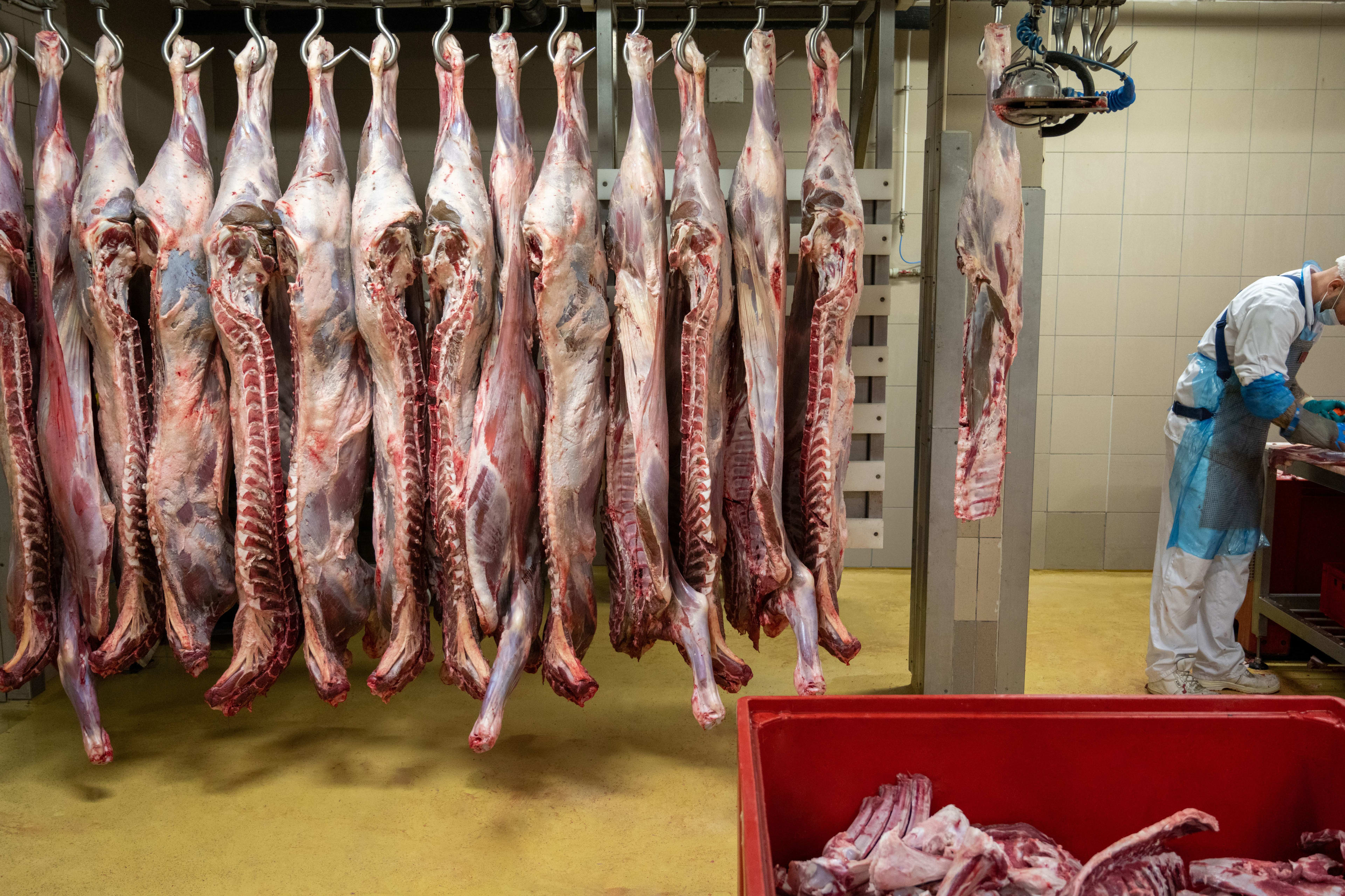 A marhahús feldolgozásának lépései. Frissen vágott borjak csontozás előtt.